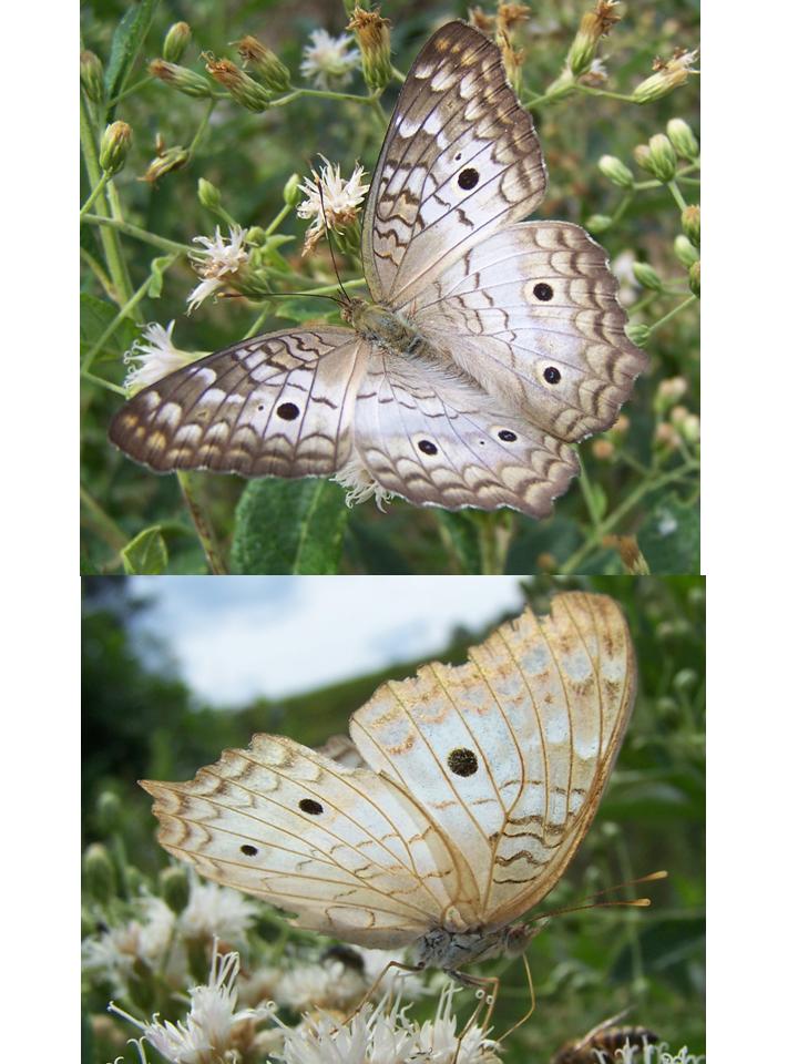 FIGURE 5b FIGURE 5b